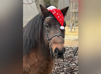 Plus de poneys/petits chevaux, Hongre, 10 Ans, 126 cm, Bai