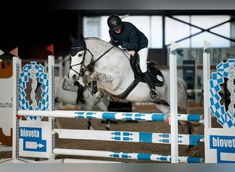 Plus de poneys/petits chevaux, Hongre, 10 Ans, 143 cm, Gris