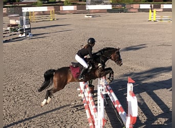 Plus de poneys/petits chevaux, Hongre, 10 Ans, 145 cm, Bai