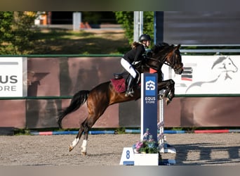 Plus de poneys/petits chevaux, Hongre, 10 Ans, 145 cm, Bai