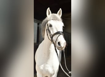 Plus de poneys/petits chevaux, Hongre, 10 Ans, 145 cm, Gris