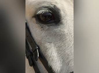 Plus de poneys/petits chevaux, Hongre, 10 Ans, 145 cm, Gris