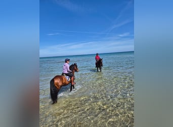 Plus de poneys/petits chevaux, Hongre, 10 Ans, 147 cm, Bai
