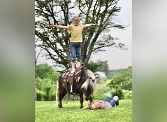 Plus de poneys/petits chevaux, Hongre, 10 Ans, 89 cm, Palomino