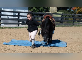 Plus de poneys/petits chevaux, Hongre, 10 Ans, 91 cm, Noir
