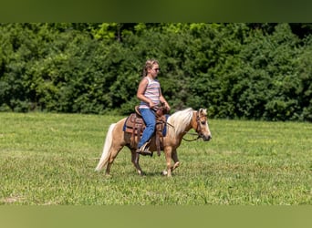 Plus de poneys/petits chevaux, Hongre, 10 Ans, 94 cm, Palomino