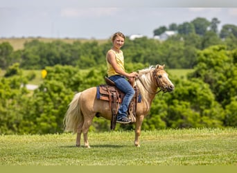 Plus de poneys/petits chevaux, Hongre, 10 Ans, 94 cm, Palomino