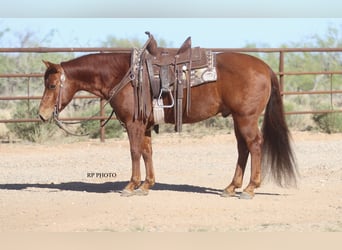 Plus de poneys/petits chevaux, Hongre, 10 Ans, Alezan cuivré
