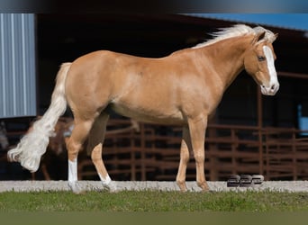 Plus de poneys/petits chevaux, Hongre, 10 Ans, Palomino