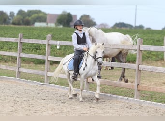 Plus de poneys/petits chevaux, Hongre, 11 Ans, 116 cm, Blanc