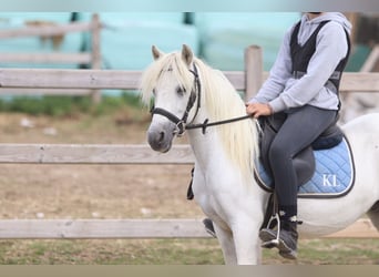Plus de poneys/petits chevaux, Hongre, 11 Ans, 116 cm, Blanc