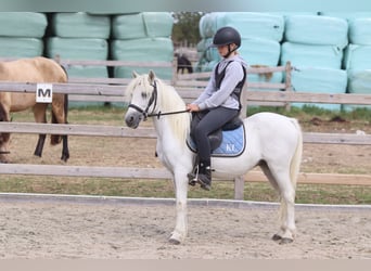 Plus de poneys/petits chevaux, Hongre, 11 Ans, 116 cm, Blanc