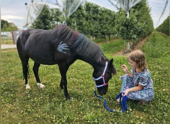 Plus de poneys/petits chevaux, Hongre, 11 Ans, 122 cm, Noir
