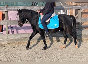 Plus de poneys/petits chevaux, Hongre, 11 Ans, 122 cm, Noir