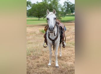 Plus de poneys/petits chevaux, Hongre, 11 Ans, 132 cm, Gris