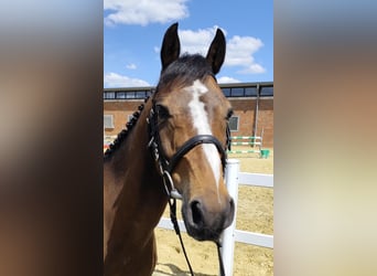 Plus de poneys/petits chevaux, Hongre, 11 Ans, 135 cm, Bai