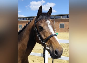 Plus de poneys/petits chevaux, Hongre, 11 Ans, 135 cm, Bai
