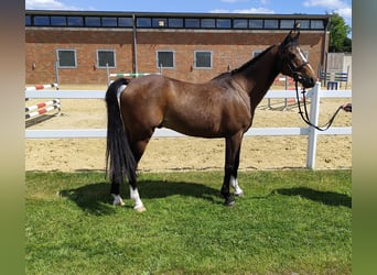 Plus de poneys/petits chevaux, Hongre, 11 Ans, 135 cm, Bai