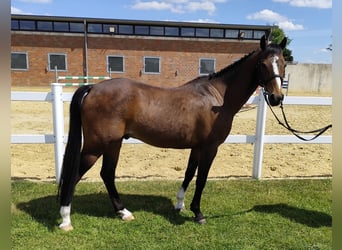 Plus de poneys/petits chevaux, Hongre, 11 Ans, 135 cm, Bai