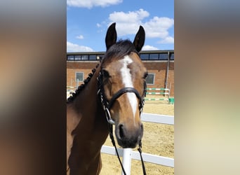 Plus de poneys/petits chevaux, Hongre, 11 Ans, 135 cm, Bai
