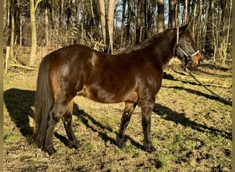 Plus de poneys/petits chevaux Croisé, Hongre, 11 Ans, 143 cm, Bai brun foncé