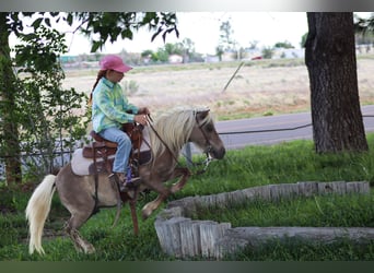 Plus de poneys/petits chevaux, Hongre, 11 Ans, 89 cm