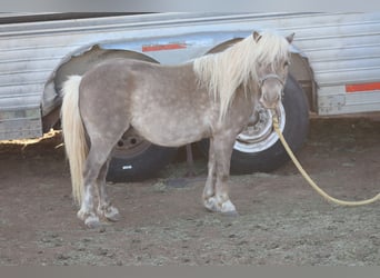Plus de poneys/petits chevaux, Hongre, 11 Ans, 89 cm