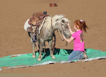 Plus de poneys/petits chevaux, Hongre, 11 Ans, 89 cm