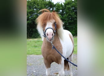 Plus de poneys/petits chevaux, Hongre, 11 Ans, 95 cm