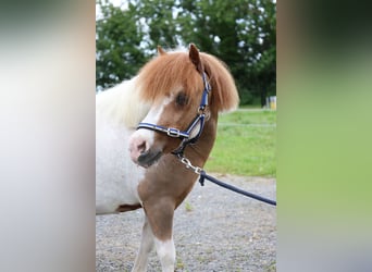 Plus de poneys/petits chevaux, Hongre, 11 Ans, 95 cm
