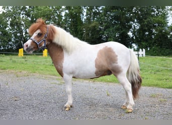 Plus de poneys/petits chevaux, Hongre, 11 Ans, 95 cm