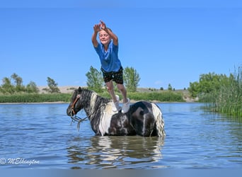 Plus de poneys/petits chevaux, Hongre, 11 Ans, 97 cm, Pinto