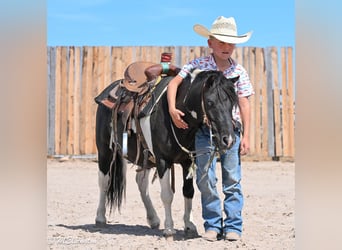Plus de poneys/petits chevaux, Hongre, 11 Ans, 97 cm, Pinto