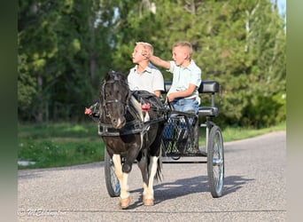 Plus de poneys/petits chevaux, Hongre, 11 Ans, 97 cm, Pinto