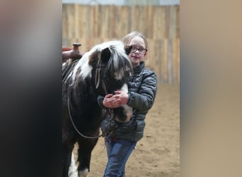 Plus de poneys/petits chevaux, Hongre, 12 Ans, 102 cm, Pinto
