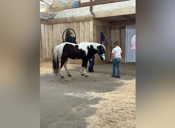 Plus de poneys/petits chevaux, Hongre, 12 Ans, 102 cm, Pinto