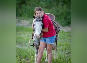 Plus de poneys/petits chevaux, Hongre, 12 Ans, 102 cm, Pinto