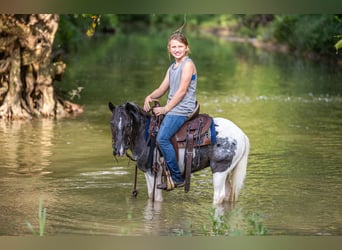 Plus de poneys/petits chevaux, Hongre, 12 Ans, 104 cm