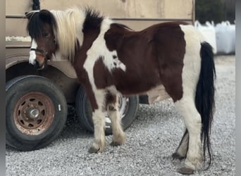 Plus de poneys/petits chevaux, Hongre, 12 Ans, 119 cm, Pinto