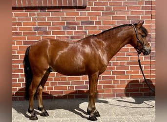 Plus de poneys/petits chevaux, Hongre, 12 Ans, 121 cm, Bai