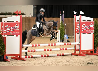 Plus de poneys/petits chevaux, Hongre, 12 Ans, 121 cm, Bai
