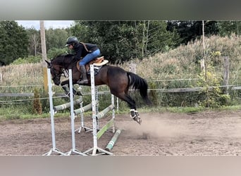 Plus de poneys/petits chevaux, Hongre, 12 Ans, 136 cm, Bai cerise
