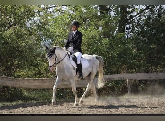 Plus de poneys/petits chevaux, Hongre, 12 Ans, 150 cm, Pinto