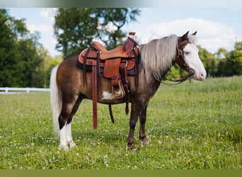Plus de poneys/petits chevaux, Hongre, 12 Ans, 91 cm, Pinto