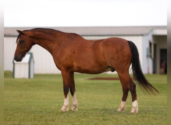 Plus de poneys/petits chevaux Croisé, Hongre, 12 Ans, Bai cerise