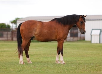 Plus de poneys/petits chevaux Croisé, Hongre, 12 Ans, Bai cerise