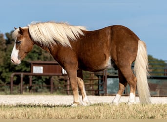 Plus de poneys/petits chevaux, Hongre, 12 Ans, Palomino