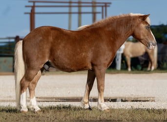 Plus de poneys/petits chevaux, Hongre, 12 Ans, Palomino