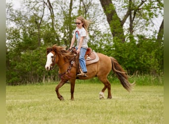 Plus de poneys/petits chevaux, Hongre, 13 Ans, 102 cm, Alezan dun