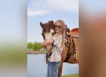 Plus de poneys/petits chevaux, Hongre, 13 Ans, 102 cm, Alezan dun
